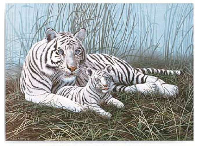 Tygr s mládětem