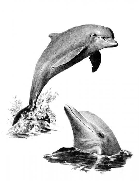 Malování SKICOVACÍMI TUŽKAMI-Delfíni