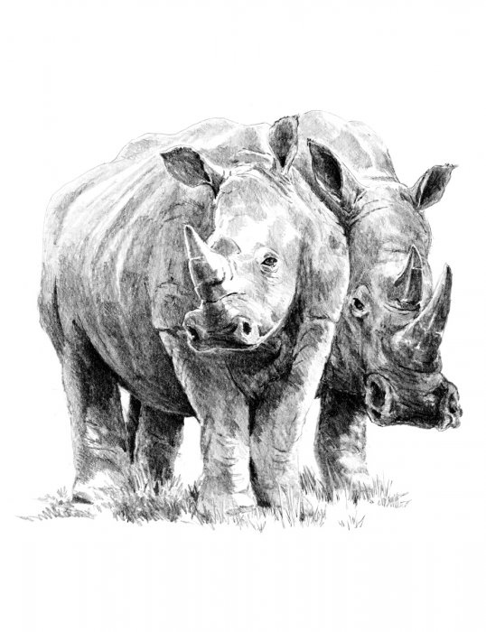 Malování SKICOVACÍMI TUŽKAMI-nosorožci