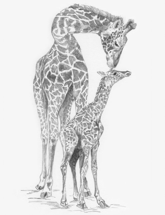 Malování SKICOVACÍMI TUŽKAMI- Žirafa s mládětem