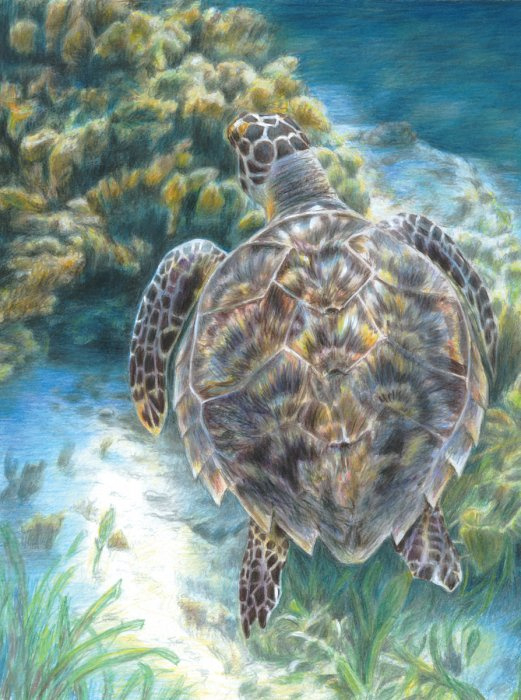 Malování podle čísel PASTELKAMI - Mořská želva