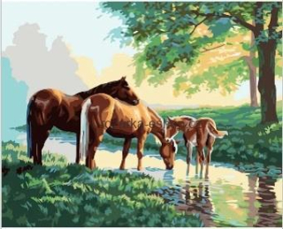 Koně u vody