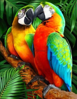 Papoušci na větvi